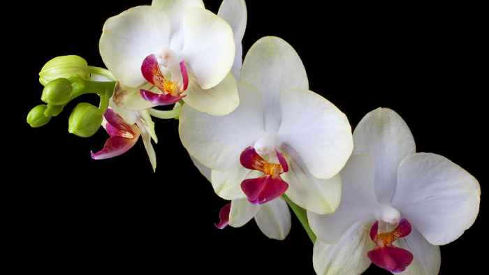 White Orchid
