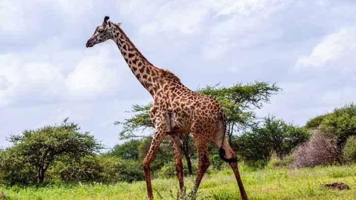 kenya-safari