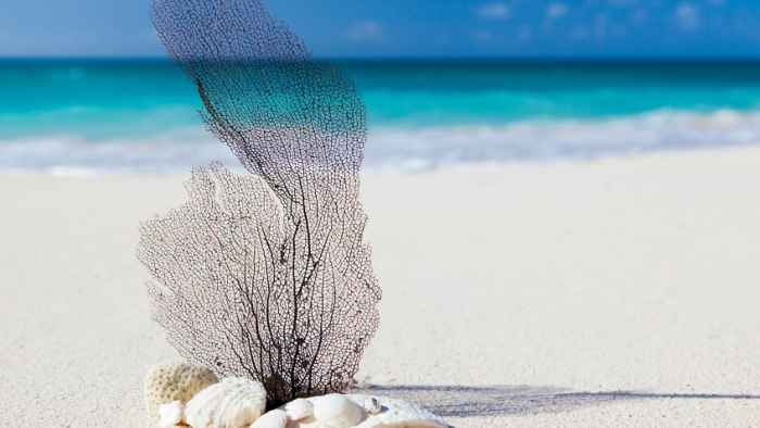 conchiglie in una spiaggia di Anguilla