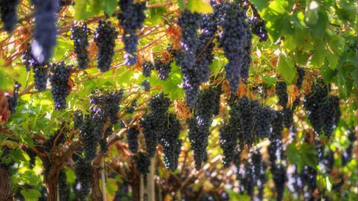 Grapes