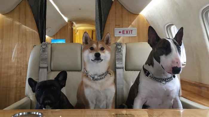 Pets in the jet