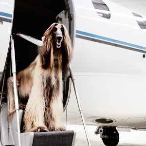 Fur pet on jet stair