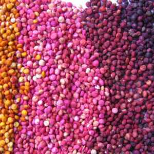 colored quinoa