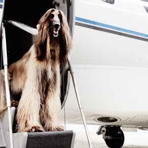 Fur pet on jet stair