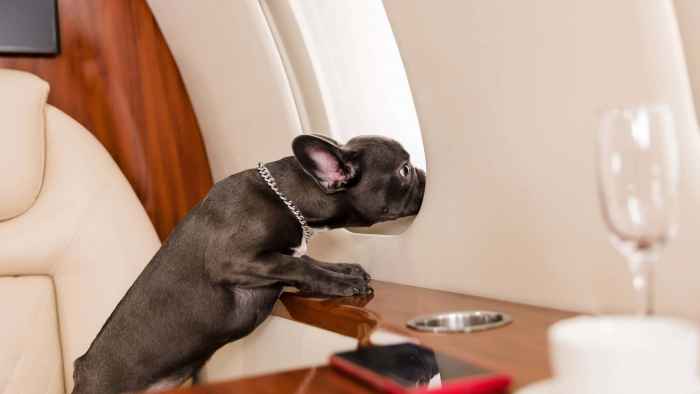 dog-inside-private-jet-looking-out-window