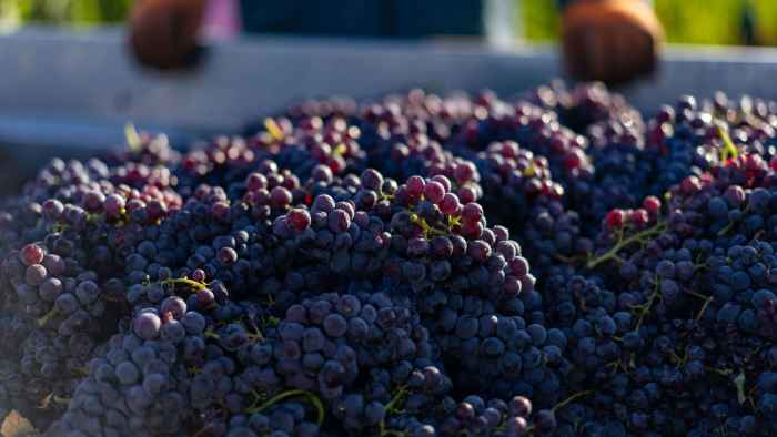 freshly-picked-grapes-ready-for-wine-making