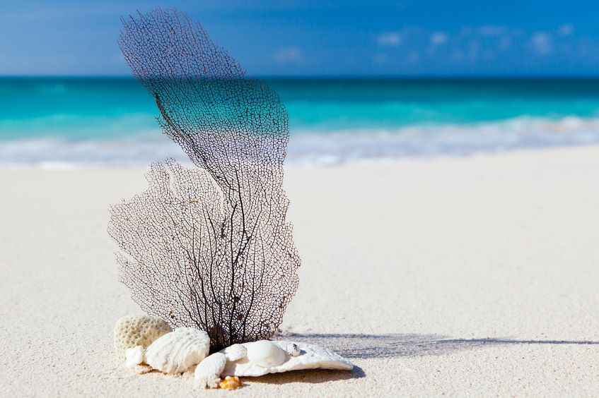 conchiglie in una spiaggia di Anguilla