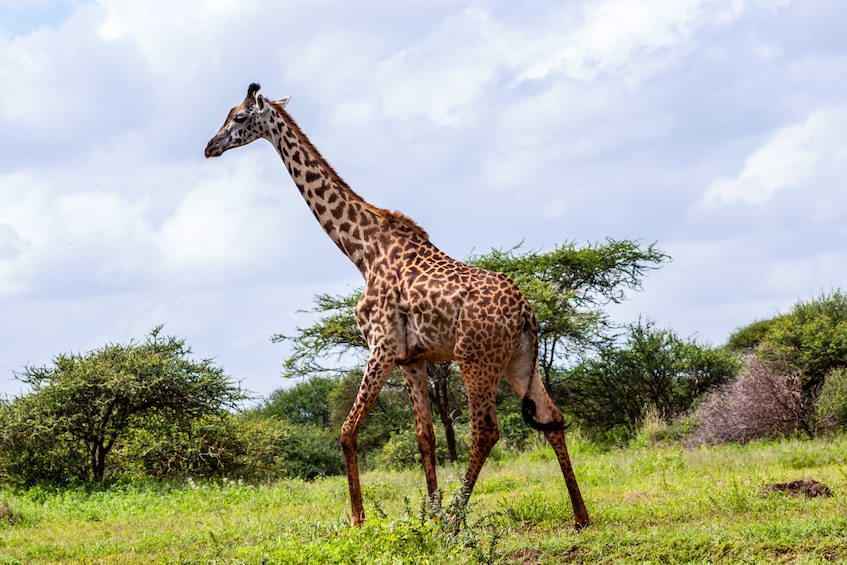 kenya-safari