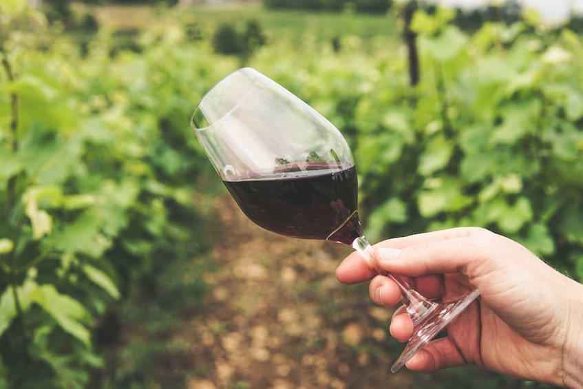 vintay-2023-vino-rosso