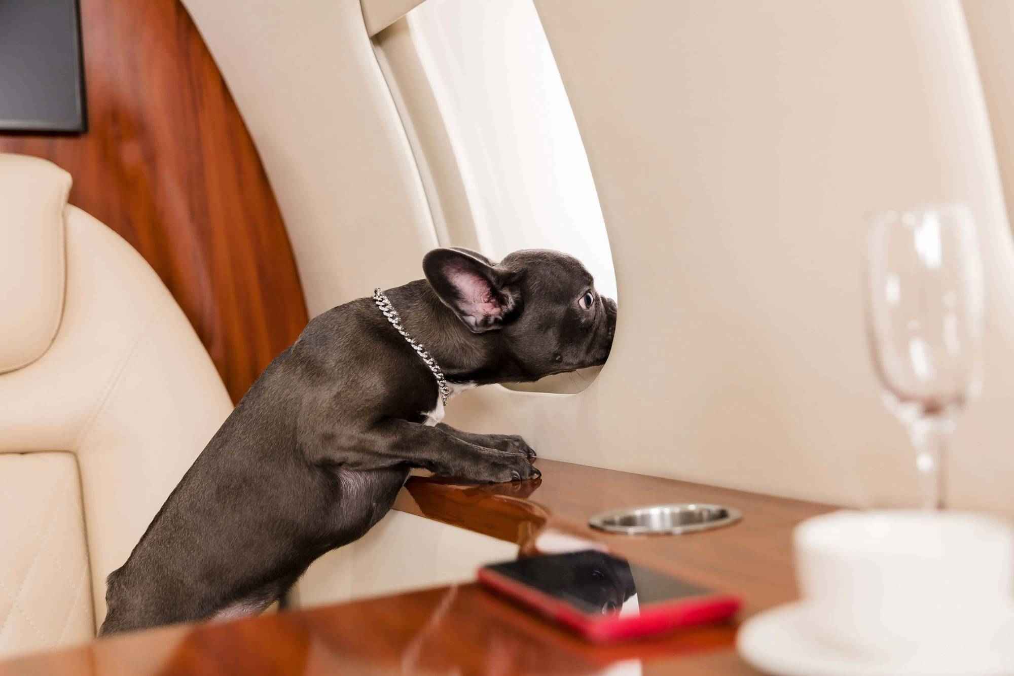 dog-inside-private-jet-looking-out-window