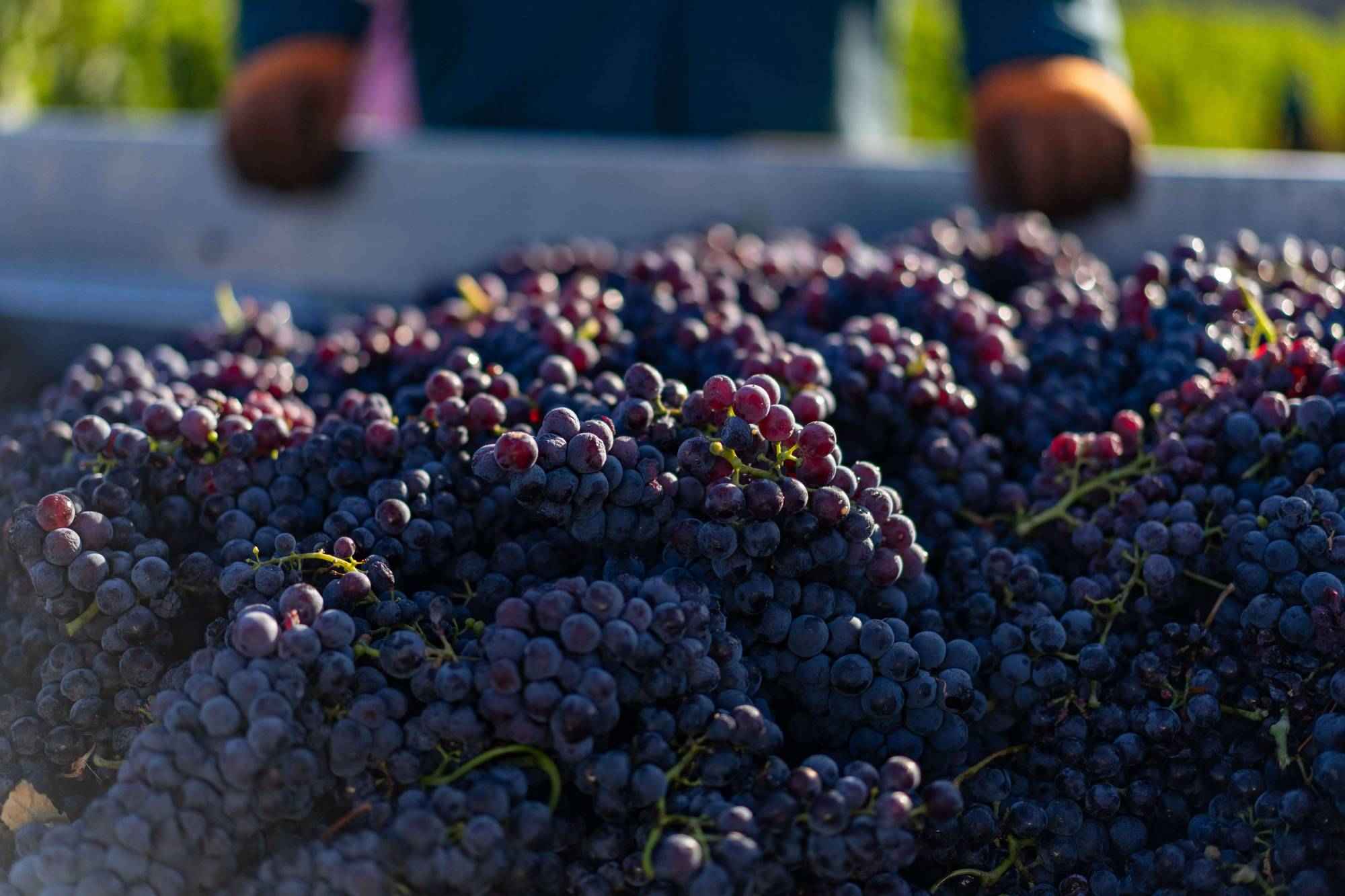 freshly-picked-grapes-ready-for-wine-making