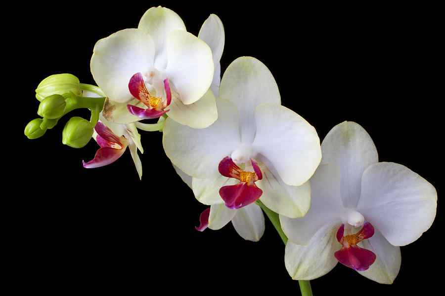 White Orchid