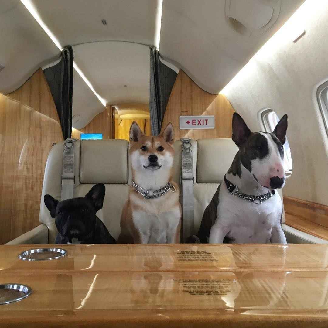Pets in the jet