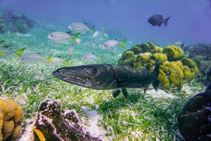 fondale marino a Belize