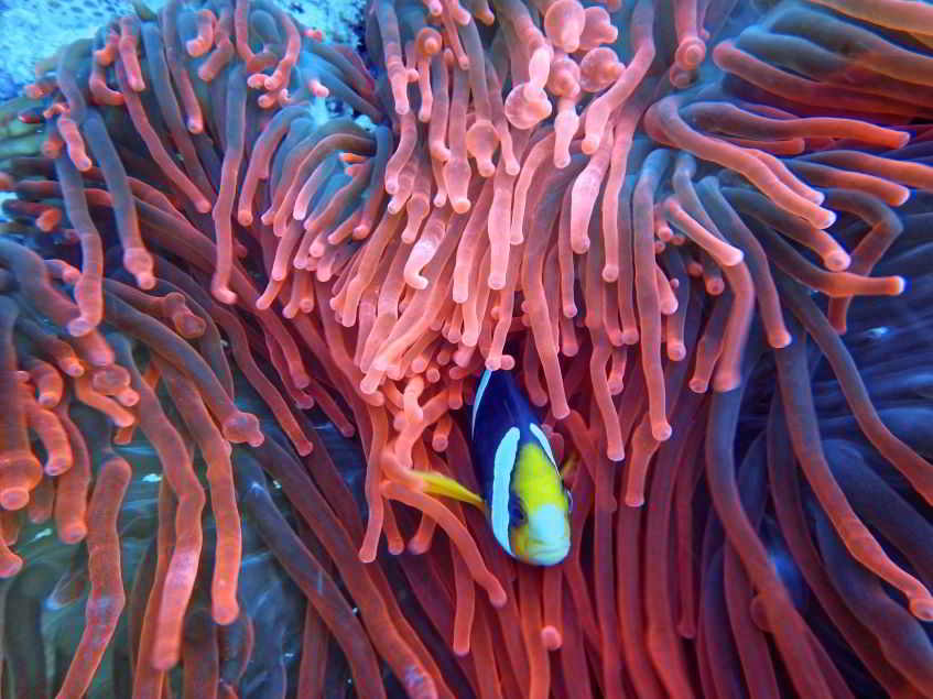 fondale marino a Niue