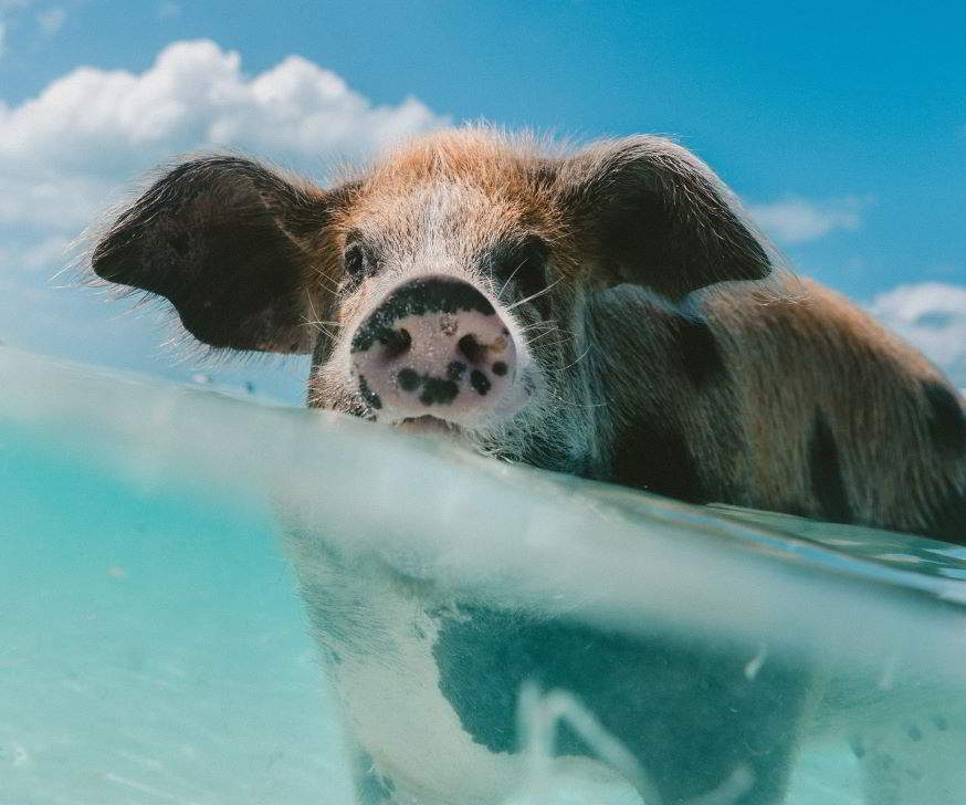 maialetto tipico delle Bahamas che nuota in mare