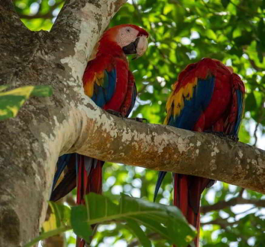 pappagalli in Costa Rica