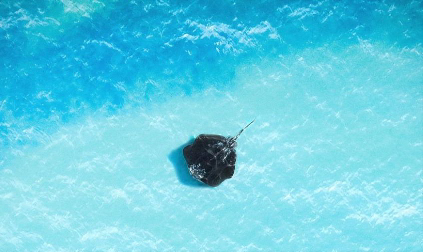 razza nel mare dei Caraibi