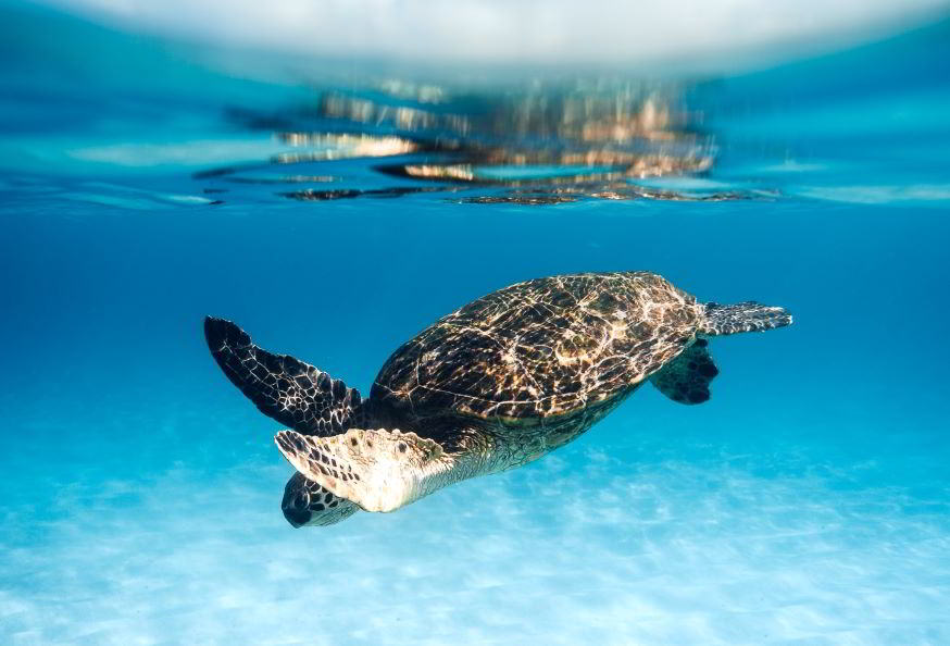 tartaruga marina nel mare dei Caraibi