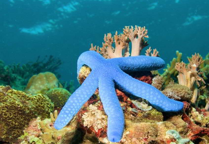 fondale marino a Montserrat