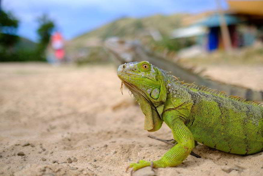 iguana in spiaggia a Sint Maarten