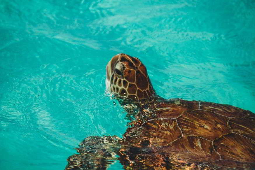 tartaruga nel mare di Curaçao