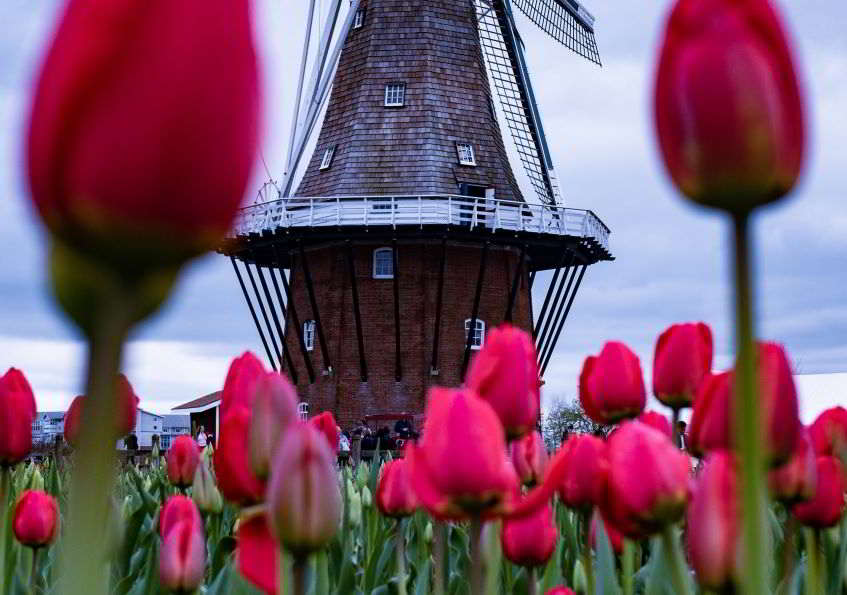 tulipani rossi in Olanda