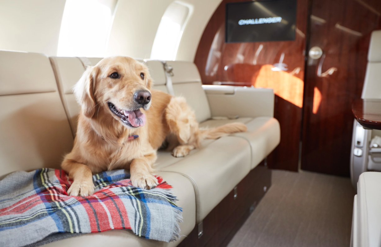 Trips With Families & Pets