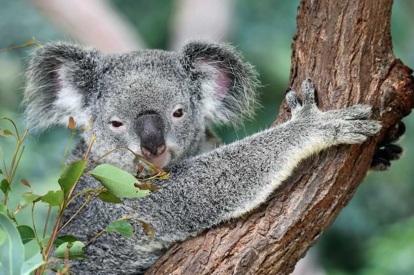 Koala, Australia