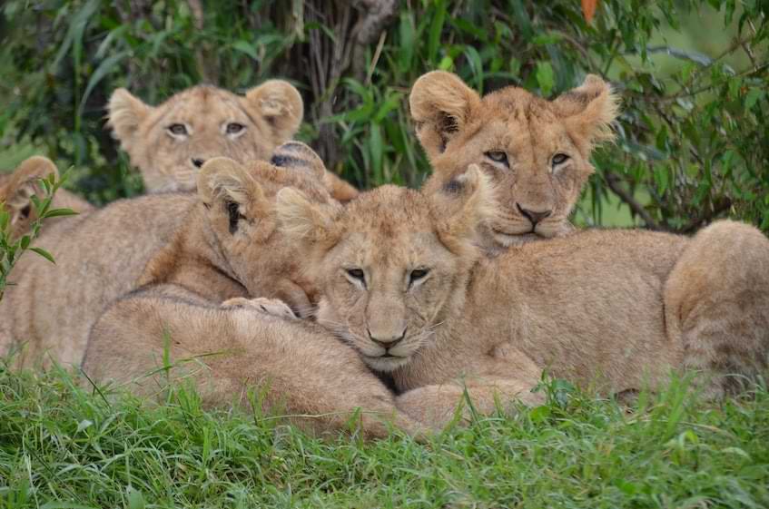 Lions in Kenya | Fast Private Jet