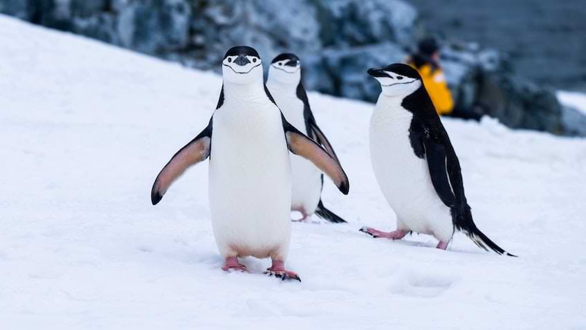 penguins in Antarctica | Fast Private Jet