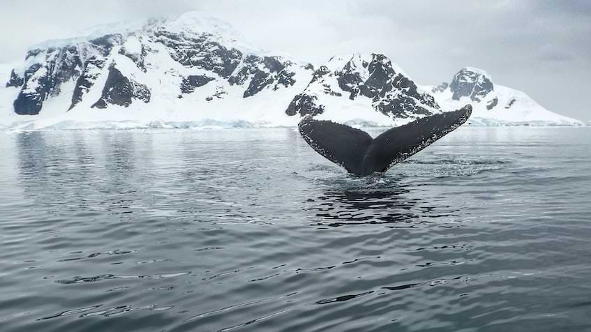 whale | Fast Private Jet