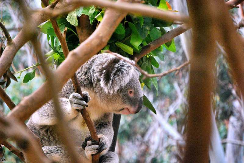 Koala riposa su un albero in Australia | FastPrivateJet