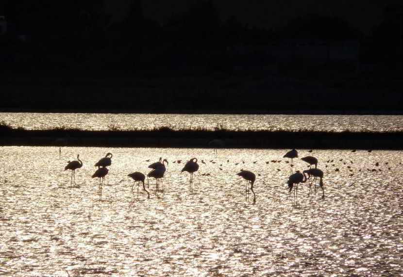 Aereo privato per Cagliari dall'Italia: costi e prenotazione.