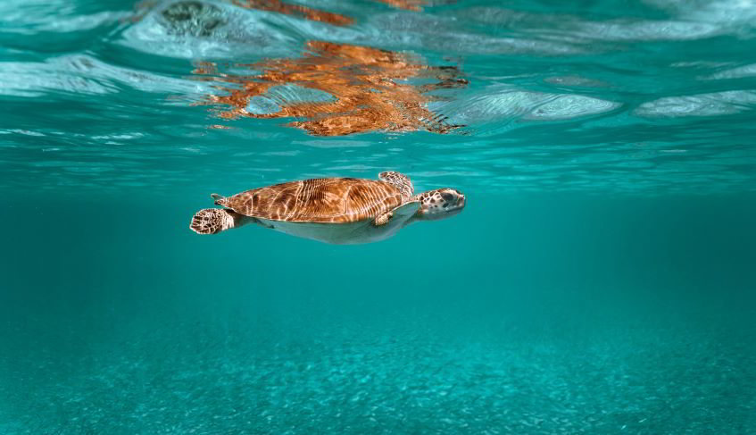 tartaruga nel mare delle Galapagos