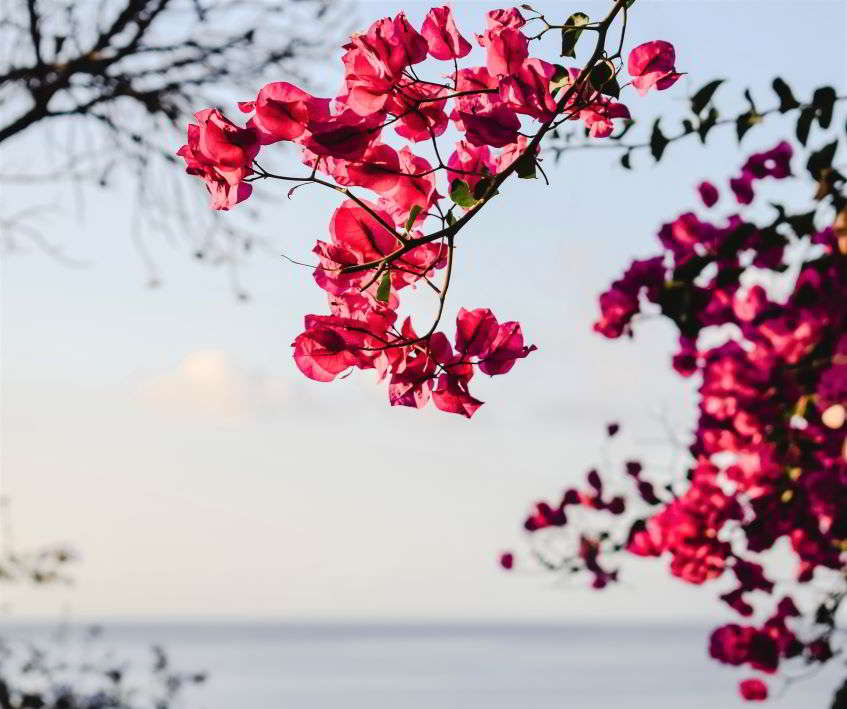 Island of eternal spring, Madeira.