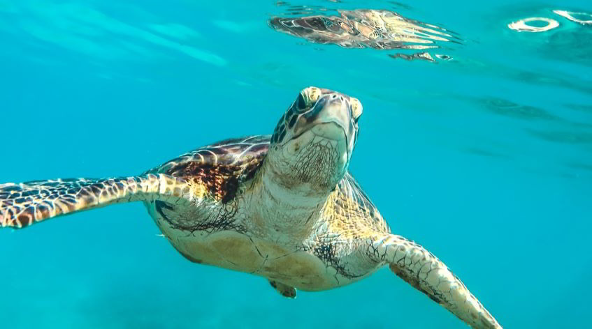 voli privati per le Barbados alla scoperta della fauna