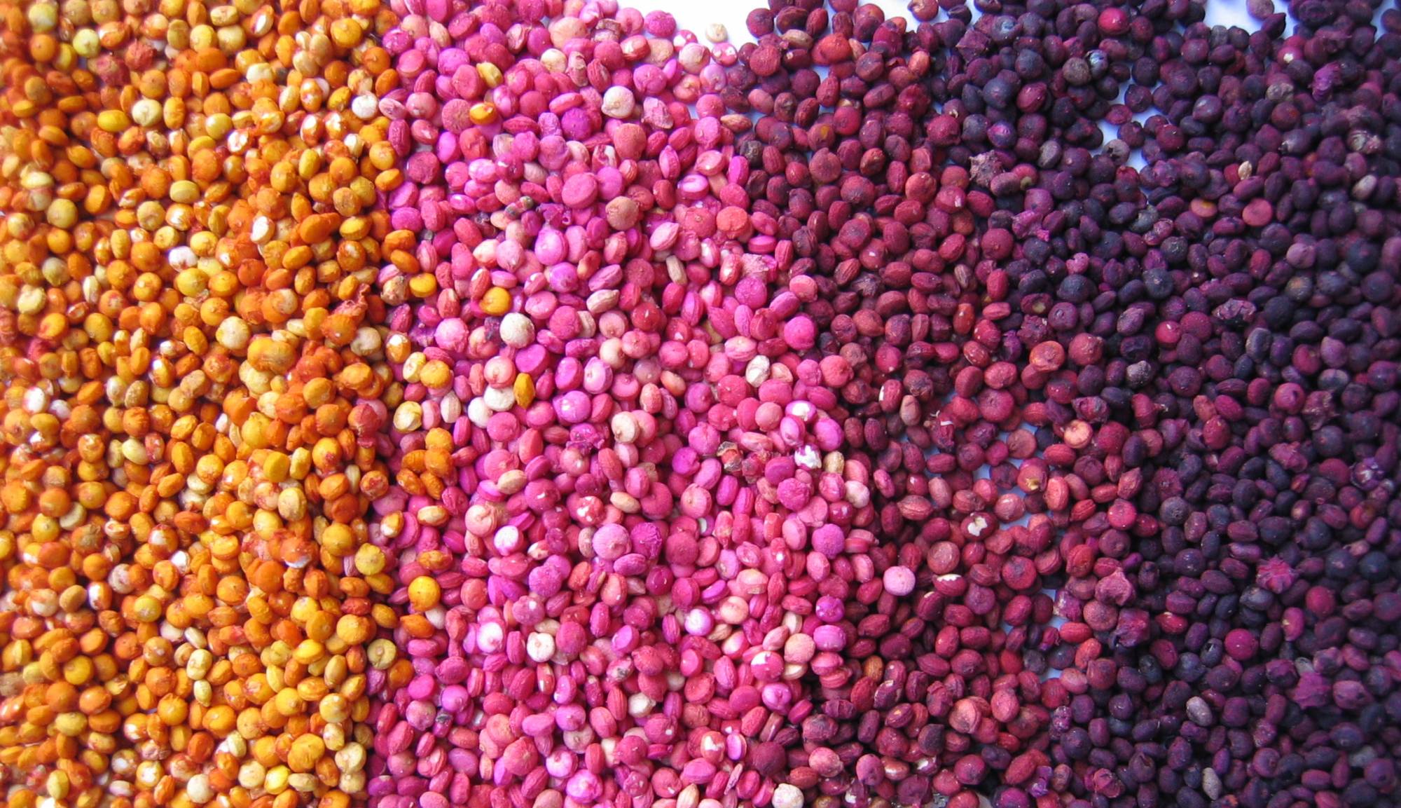 colored quinoa