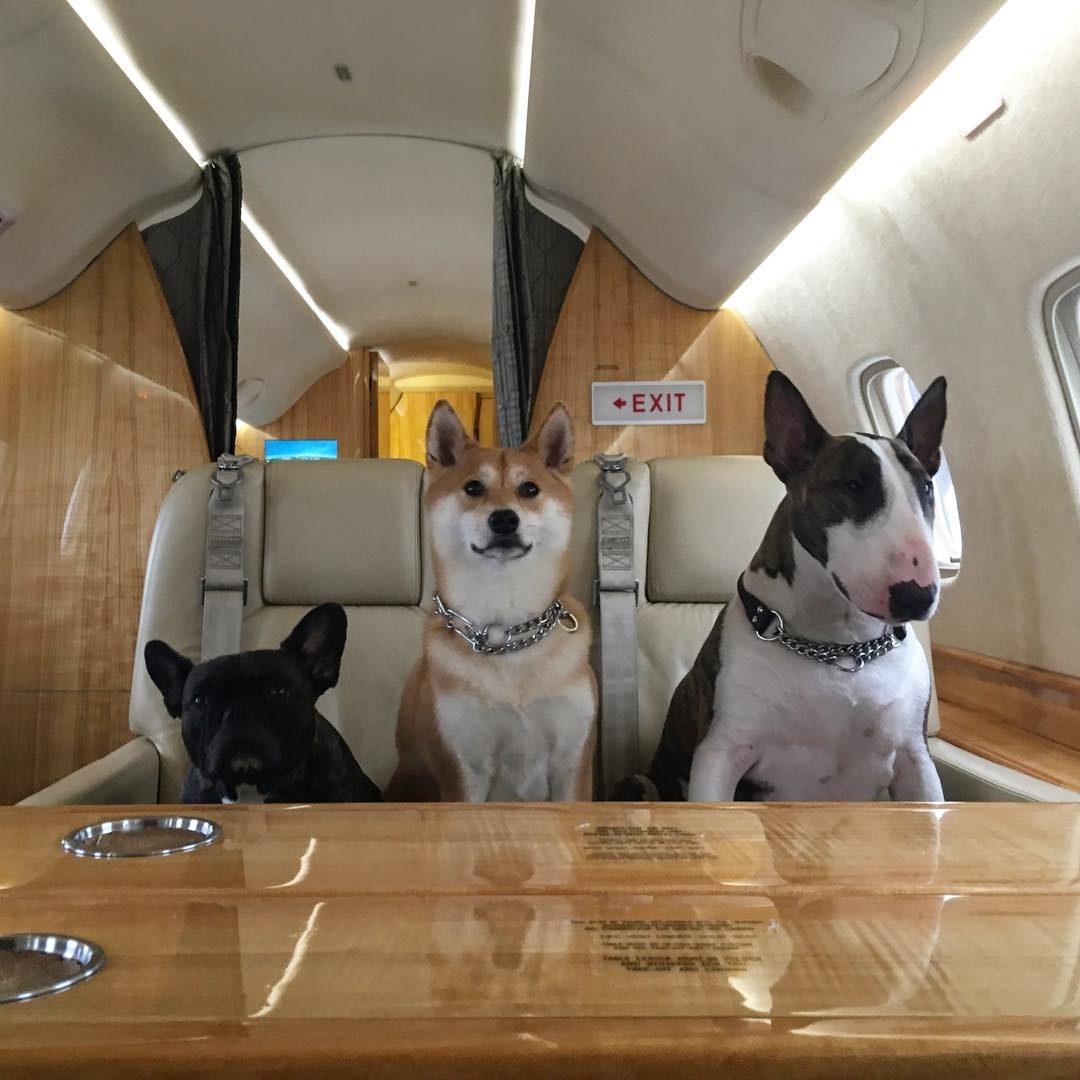 Jet pets shop