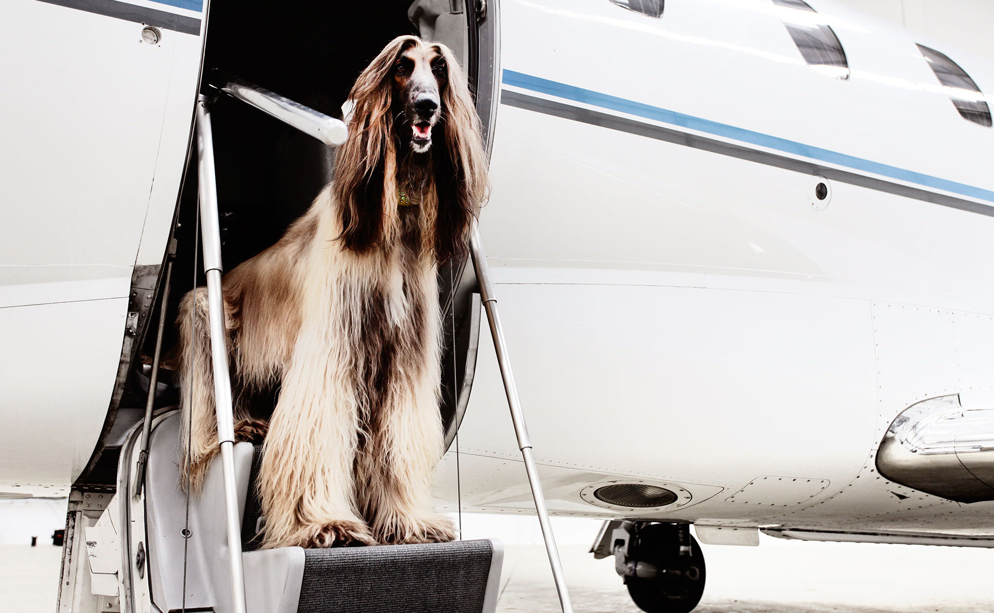 Fur pet on jet stair